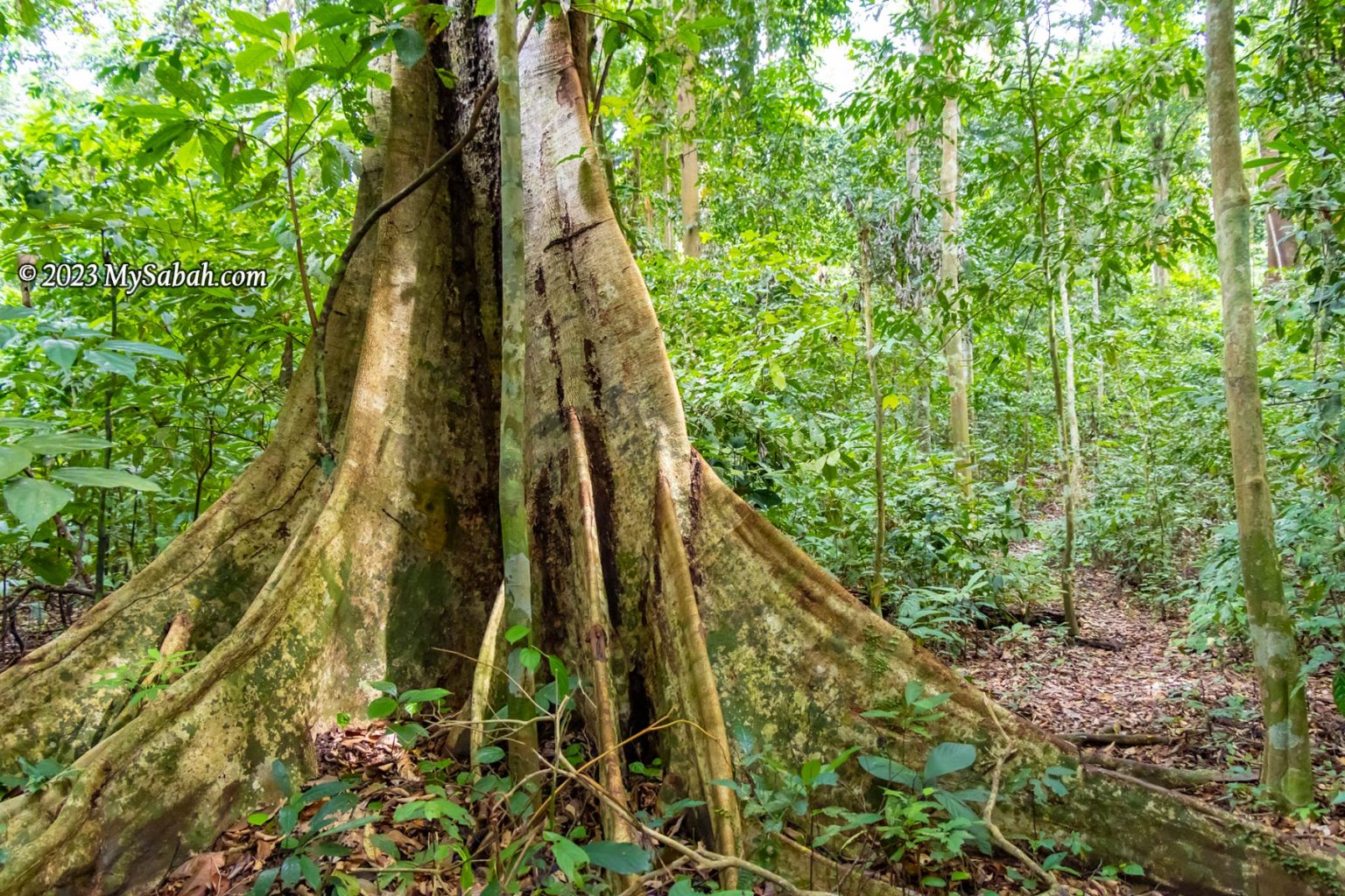 Climbing Bombalai Hill, an Ancient Volcano - MySabah.com