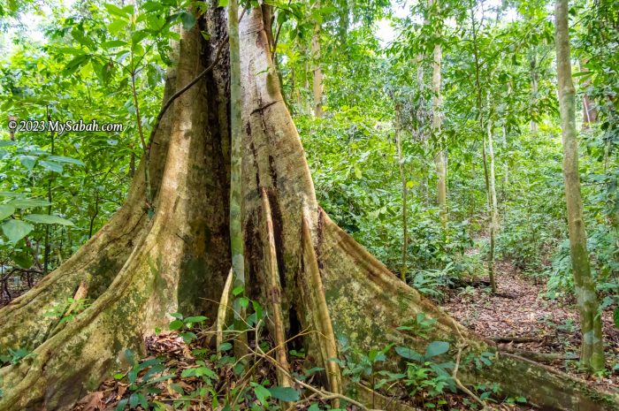 Climbing Bombalai Hill, An Ancient Volcano - Mysabah.com