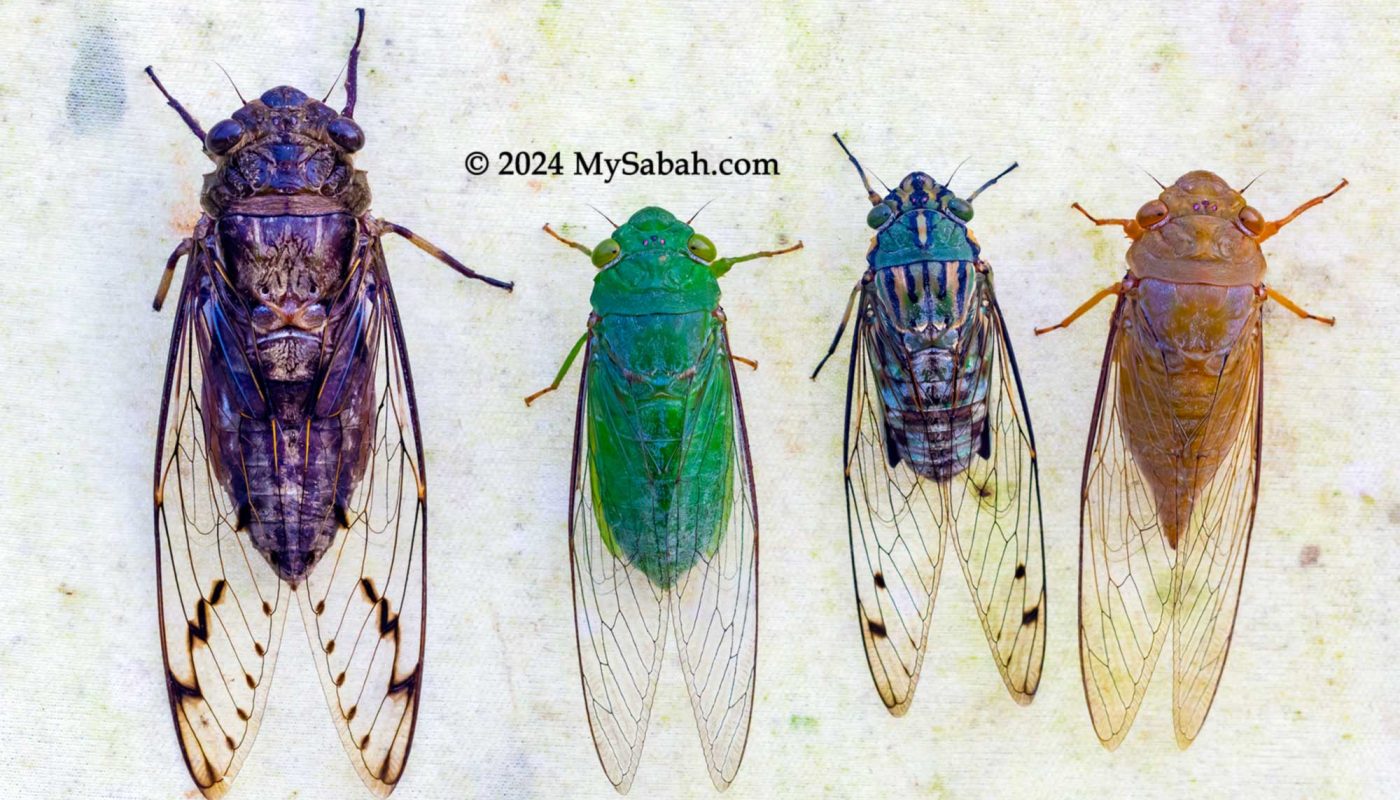 Different cicada of Borneo