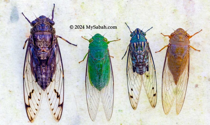 Cicada, the Noisiest Insect in Borneo