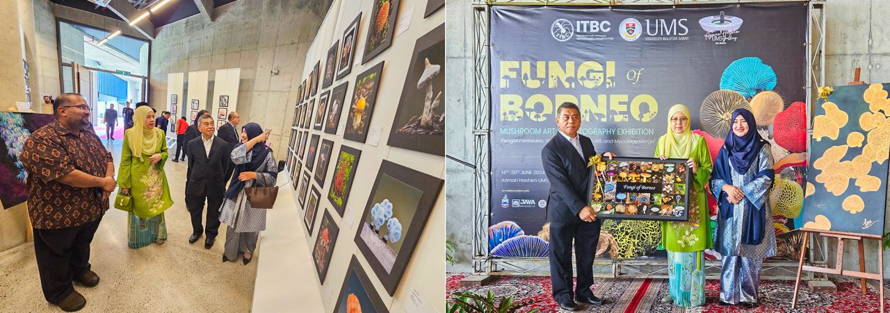 "Fungi of Borneo" Mushroom Art & Photography Exhibition at the Azman Hashim UMS Gallery, Universiti Malaysia Sabah, from 14 to 30 June 2024.