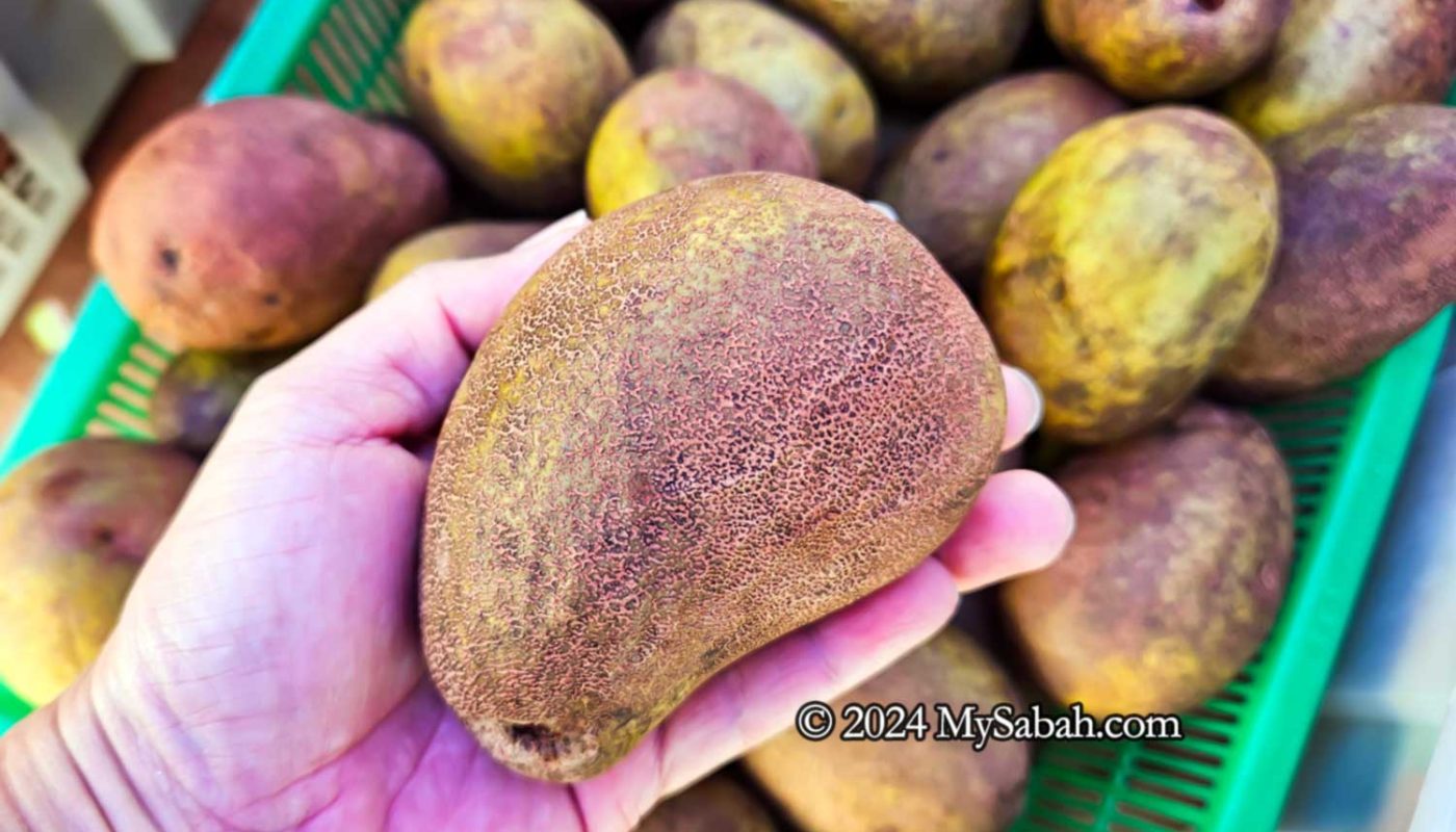 Beluno fruit of Sabah