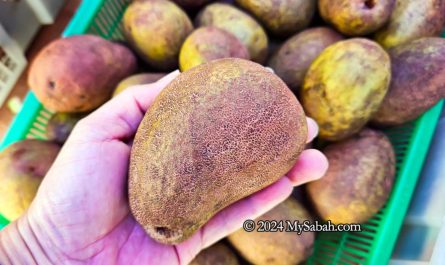 Beluno fruit of Sabah