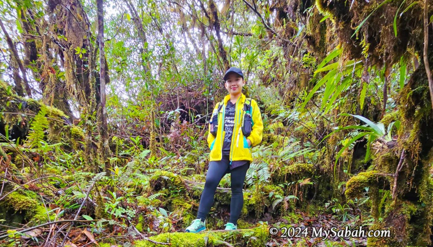 Mossy forest on Mount Minodtuhan (Gunung Minodtuhan)