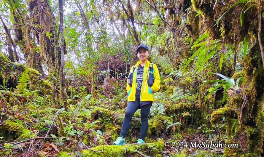 Mossy forest on Mount Minodtuhan (Gunung Minodtuhan)