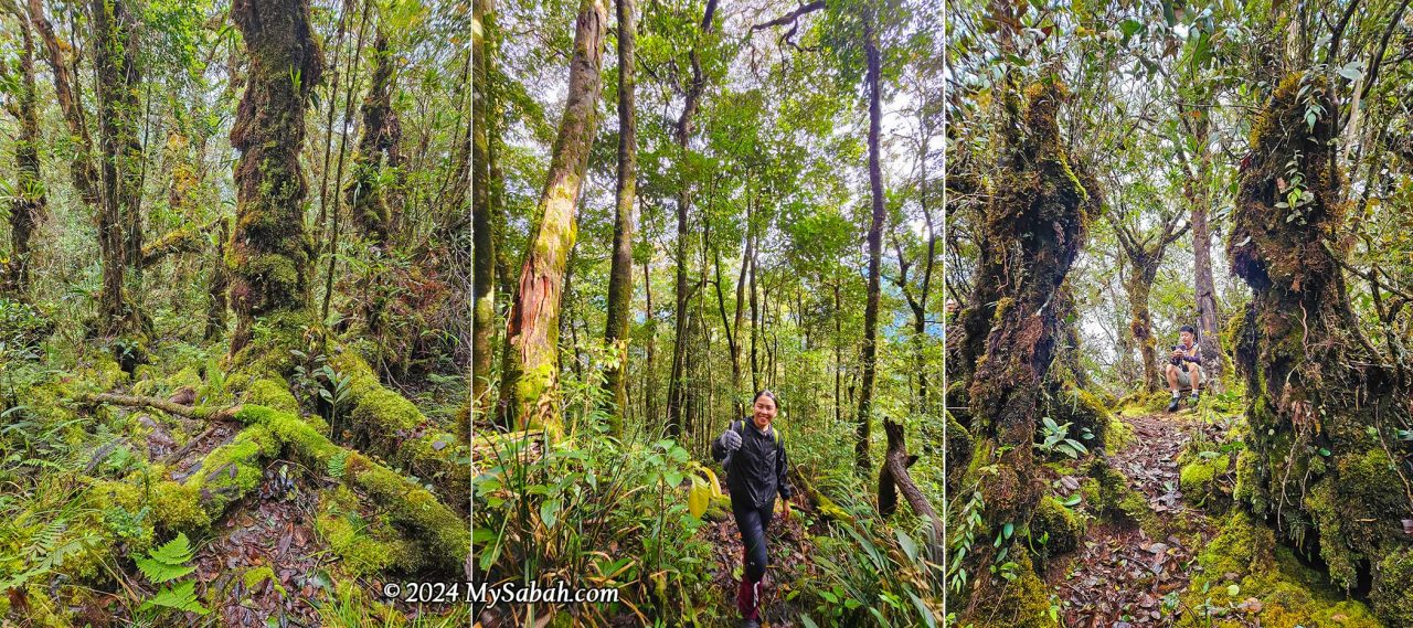 Mossy montane forest near the peak of Mount Minodtuhan (Gunung Minodtuhan)