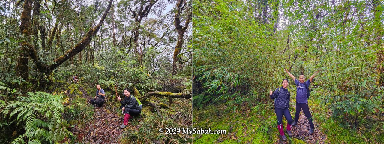 Left: To rest means walking a longer distance. Right: An elegant clambering bamboo (Racemobambos herpburnii) with fine foliage. We are now only 300 metres away from the peak!