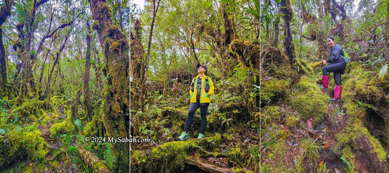 The mossy montane forest on Mount Minodtuhan is breathtaking, resembling a fairy world. There are many fantastic photo spots near the peak.