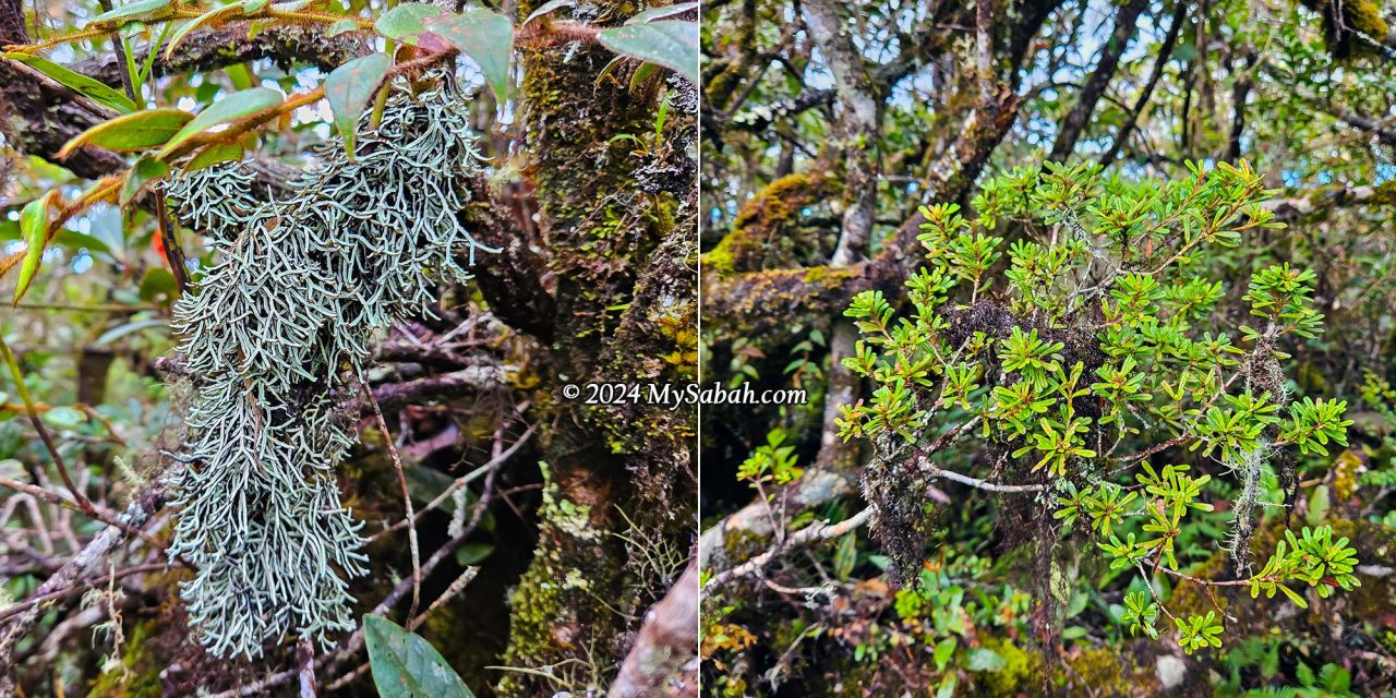 Lichen and highland plant on the peak of Mount Minodtuhan