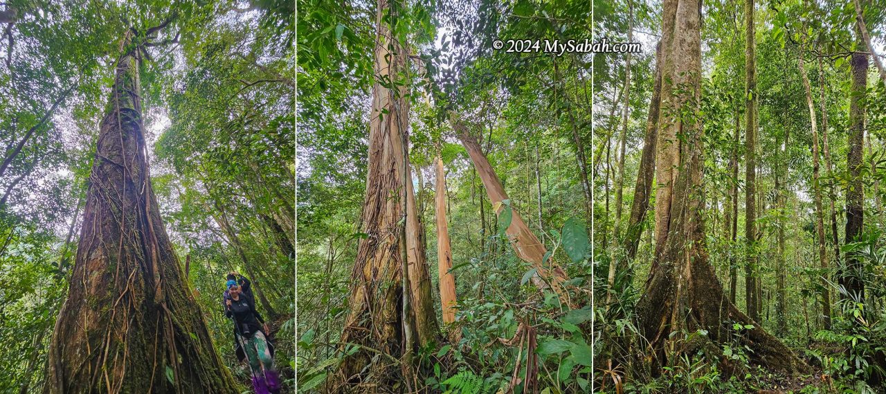 Big trees in the lowland section of the summit trail (first 2 km). Left: A tree infested by strangling fig vines. Middle: The Tristania trees shed their bark as a natural method to remove vines. Right: Trees with large buttresses are common.