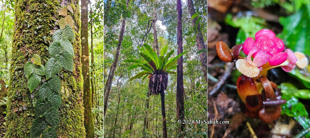 From left to right: A crawler on a bark, a bird's nest fern (Asplenium nidus), and a Balanophora flowering plant that parasitizes the roots of trees.