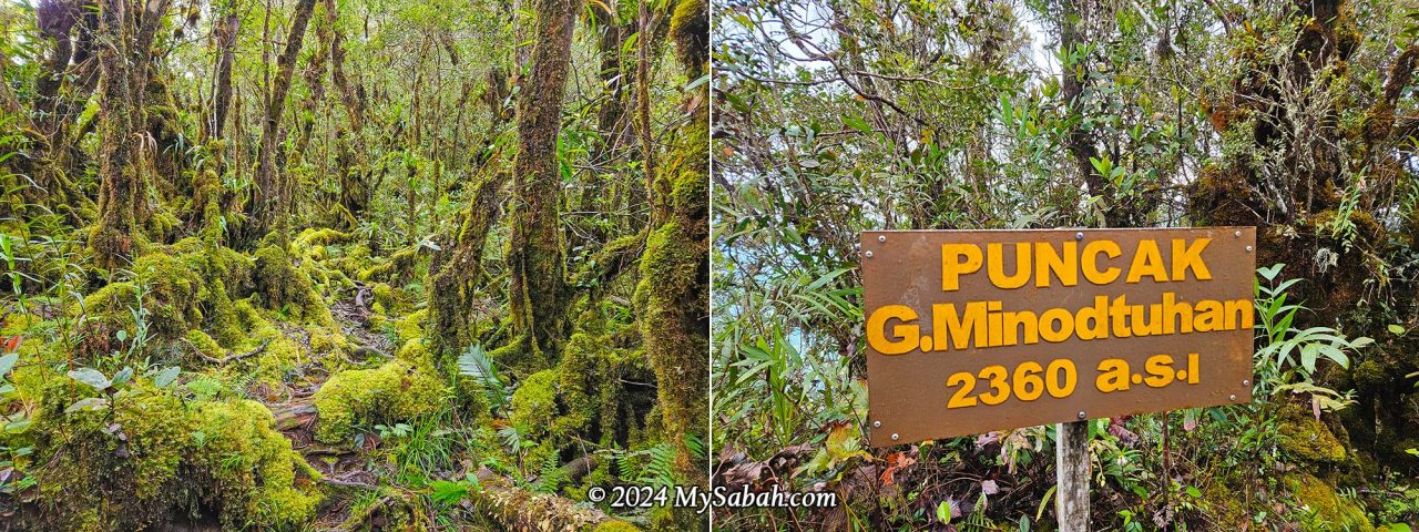 Left: Montane forest of Mount Minodtuhan. Right: signage on the summit of Mount Minodtuhan