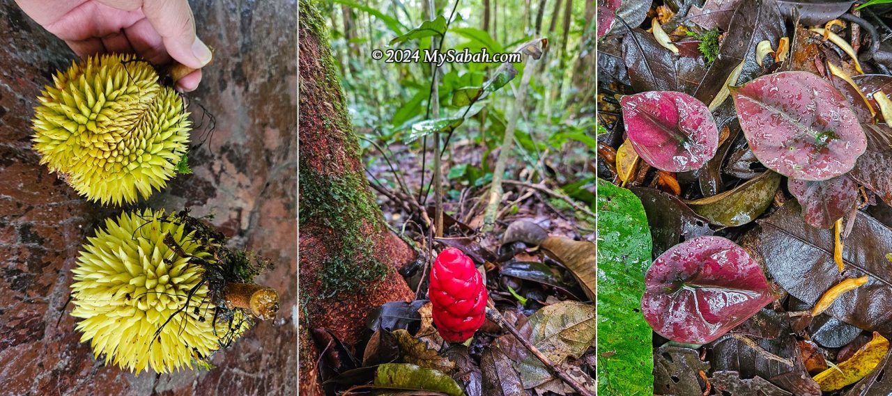 Interesting flora along the trail. From left to right: wild durian (edible), ginger flower, aroids