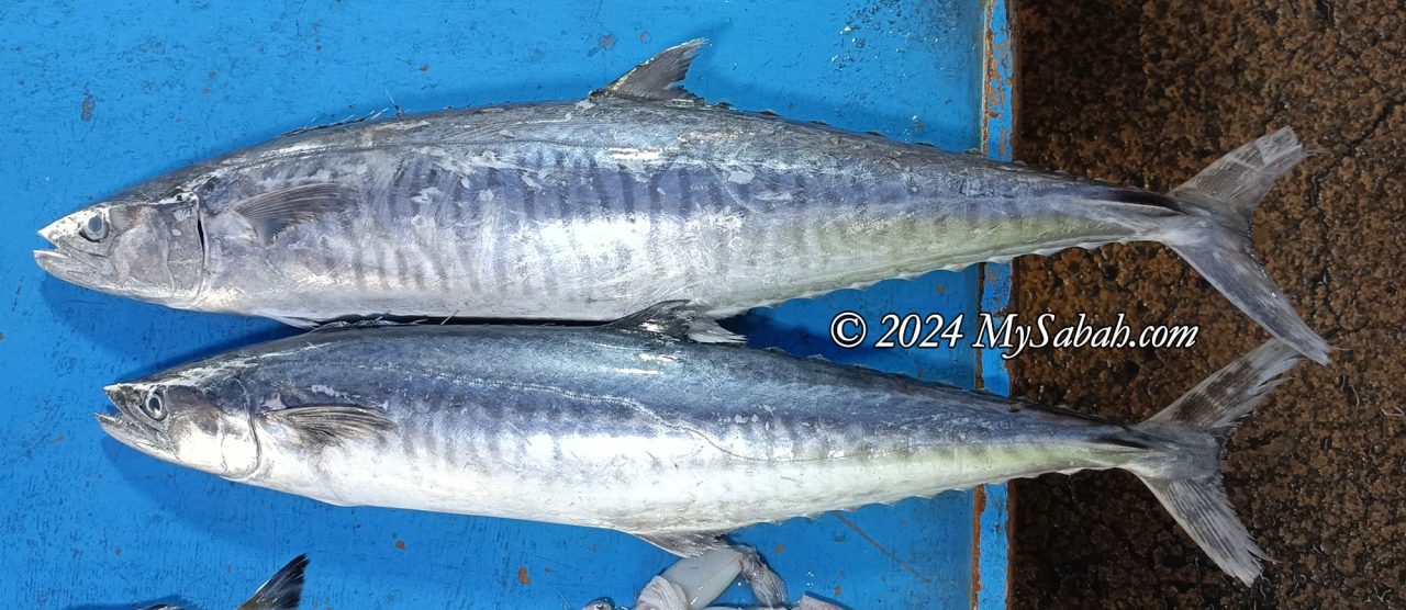 Ikan Tenggiri (mackerel)