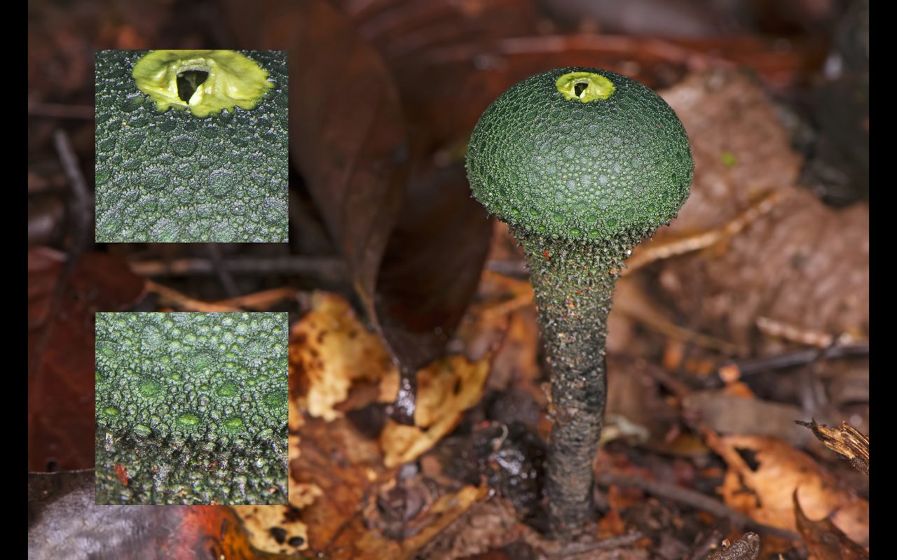 Photo o Chlorogaster dipterocarpi by Laessøe & Jalink, licensed under CC BY-SA 4.0, via Wikimedia Commons.